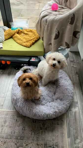 Cuccia Pelosa - PetGroomSpa™